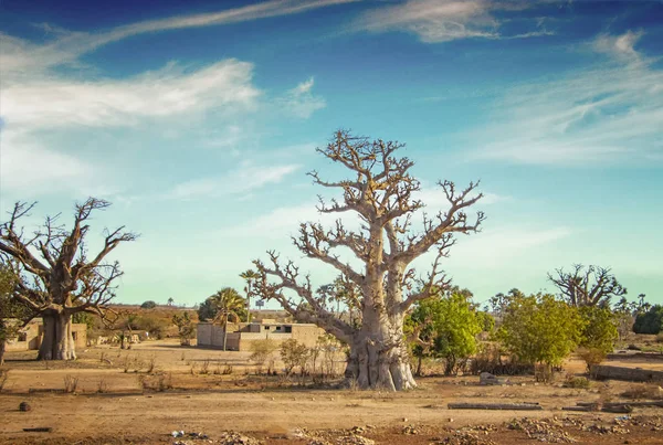 Savana africana com árvore típica de baobá no Senegal, África. É perto de Dakar. No fundo é um céu azul. — Fotografia de Stock