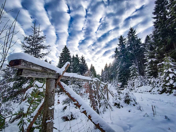 Άποψη του χιονισμένου δάσους στο Giant Mountains, Τσεχία. Υπάρχουν όμορφα άσπρα σύννεφα στον ουρανό.. — Φωτογραφία Αρχείου