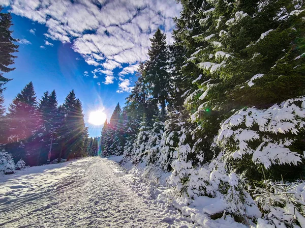 Widok na zaśnieżony las w Karkonoszach, Czechy. Na niebie są piękne białe chmury.. — Zdjęcie stockowe