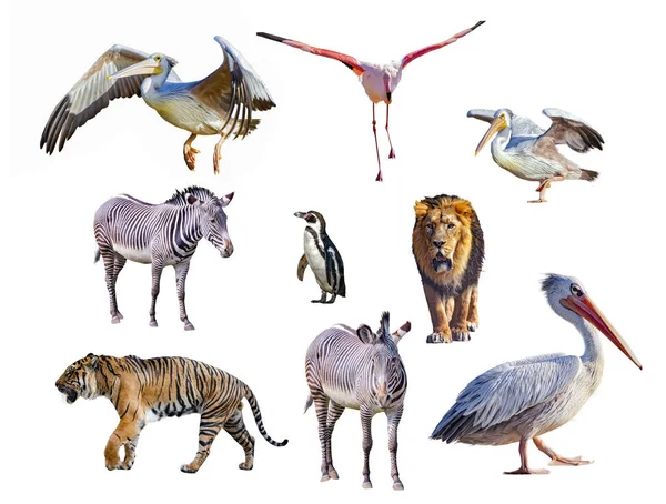 Conjunto de animais africanos isolados em fundo branco. — Fotografia de Stock