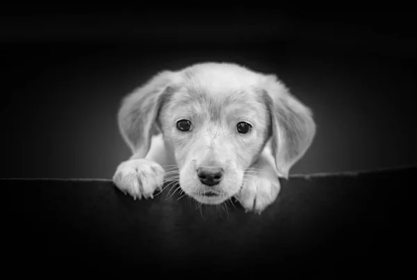 Cute portret Labrador szczeniak Head w czerni i bieli na czarnym tle. To piękny piesek z czarnymi oczami.. — Zdjęcie stockowe