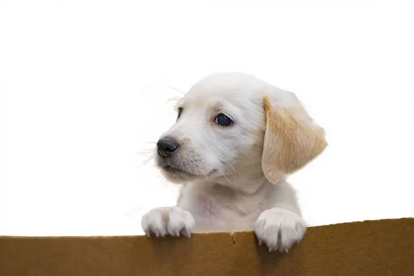 Um cachorro golden retriever rasteja para fora de uma caixa de papel. Fundo é branco.. Ele é giro. — Fotografia de Stock