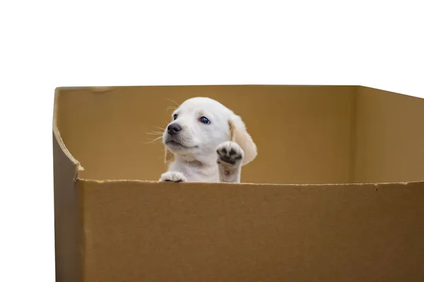 Um cachorro golden retriever rasteja para fora de uma caixa de papel. Fundo é branco.. Ele é giro. — Fotografia de Stock