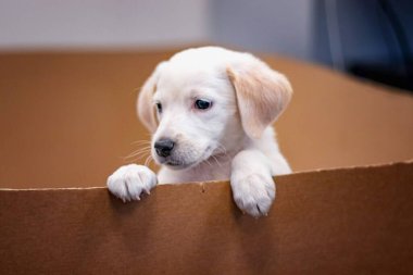 Labrador Yavrusu 'nun şirin portresi karton bir kutudan çıkıyor. Sevimli, 2 aylık ve güzel küçük bir köpek.