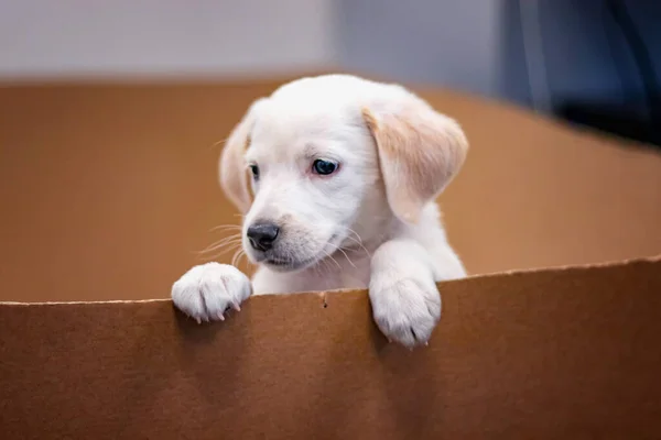 Retrato bonito de Labrador Filhote de cachorro rasteja para fora de uma caixa de papel. Ele é bonito, 2 meses de idade e belo cachorrinho — Fotografia de Stock