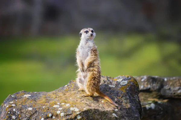 Meerkat Suricata Suricatta 'nın portresi, Afrikalı yerli hayvan, firavun faresi ailesine ait küçük bir etobur. Bu vahşi yaşam fotoğrafı, arka plan yeşil ve mavi..