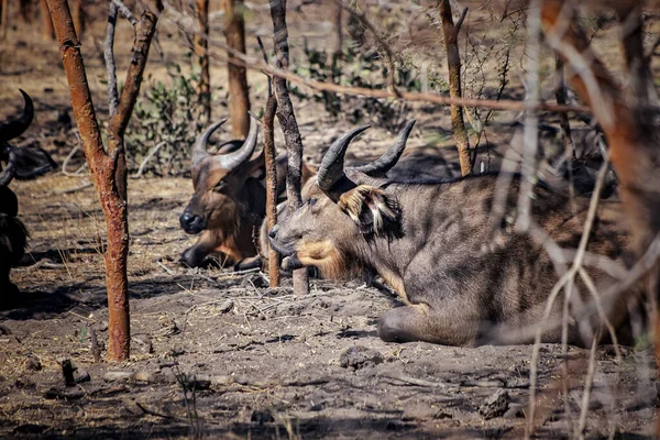 Afrikai bivalyok csordája fekszik a fák sűrűjében. Az árnyékban pihennek. Vadon élő állatokról készült fotó Szenegálban, Afrikában.. — Stock Fotó