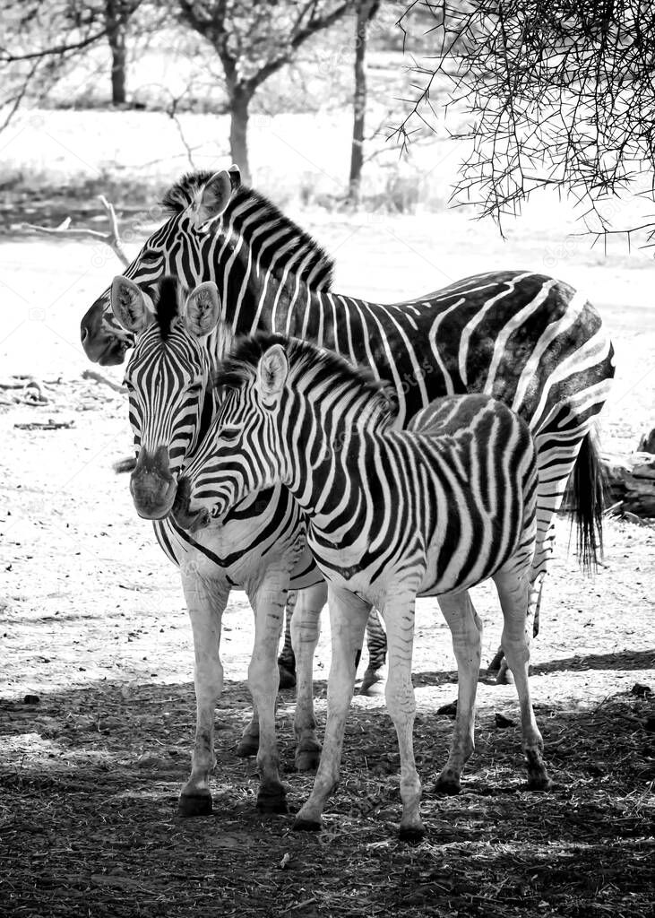 Black and white photo of Chapmans zebra and her baby are standing on african savanna, equus quagga chapmani. It is natural background or wallpaper with wildlife photo of animal.
