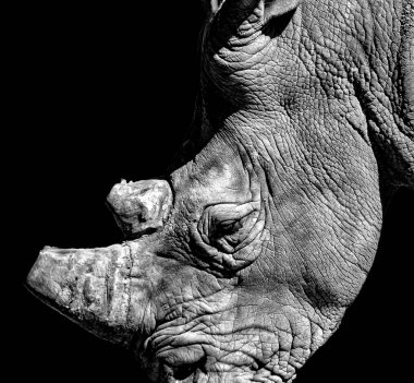Siyah arkaplanlı bir gergedanın siyah beyaz fotoğrafı. Afrika 'dan Bandia Reserve, Senegal' de bir safaride çekilmiş vahşi yaşam fotoğrafı. Boynuzu kesilmiş. Bu doğal bir arka plan.
