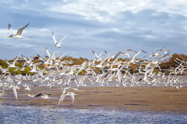 鳥のグループ、海鳥公園でのサンドイッチターンとセネガル、アフリカの準備。彼らはビーチやラグーンの水ラグーンの表面の上を飛ぶ誰か. — ストック写真