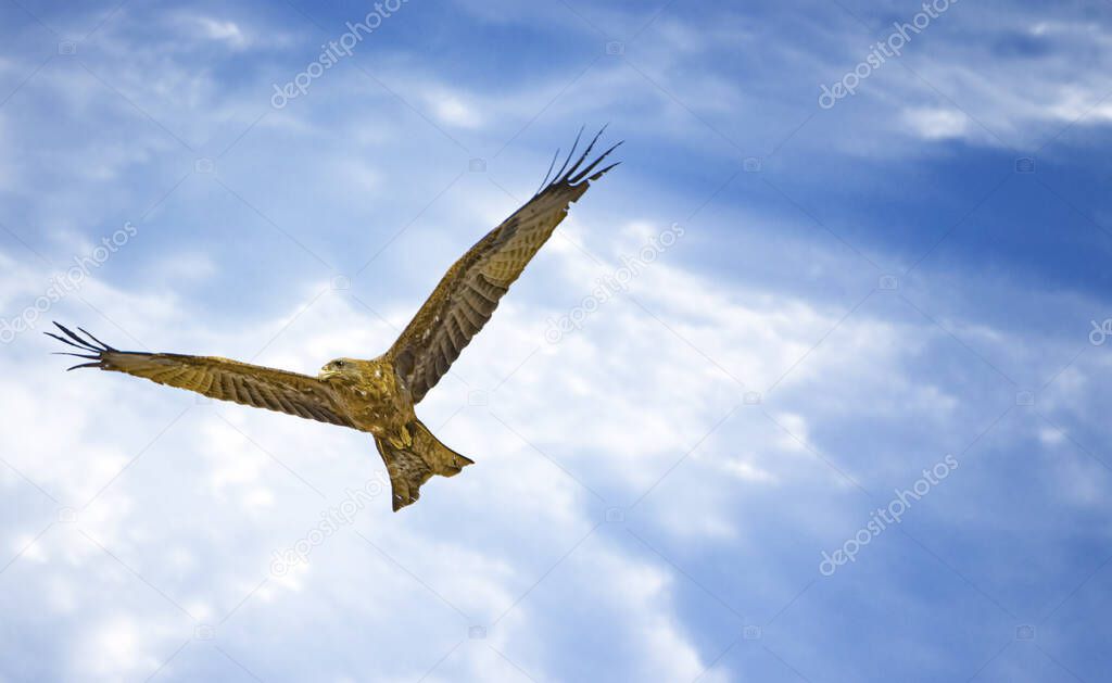 Black kite, Milvus migrans in flight in Senegal, Africa. Close up photo of big eagle. It is wildlife photo. There is blue sky.