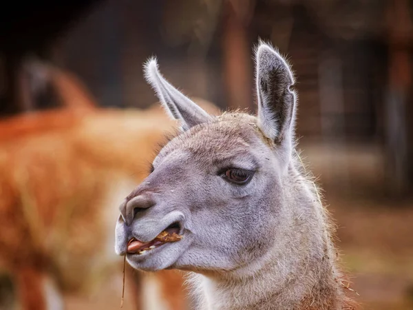 Portret głowy Alpaki, Vicugna pacos, Lamy, która żuje trawę. To gatunek południowoamerykański. Zachowuje się głównie ze względu na produkcję wysokiej jakości wełny. — Zdjęcie stockowe