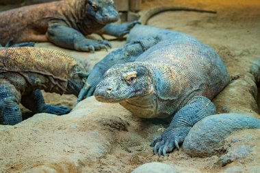 Portre Komodo ejderhası kafası, yakından, Varanus komodoensis. Bu vahşi yaşam fotoğrafı. Kertenkele büyük ve güzel renkli. Tehlikeli bir hayvan..