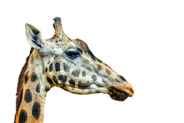 Beyaz arka planda zürafa başı zürafanın yakın plan fotoğrafı. Bu bir profil fotoğrafı. Bu bir Afrika artiodactyl memelisi, safaride vahşi yaşam fotoğrafı..