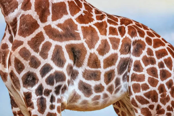 Közelkép a zsiráf fejéről, zsiráfokról, kék ég háttérrel. Ez egy profilkép. Ez egy afrikai artiodactyl emlős, vadon élő állatok fotója szafariban.. — Stock Fotó