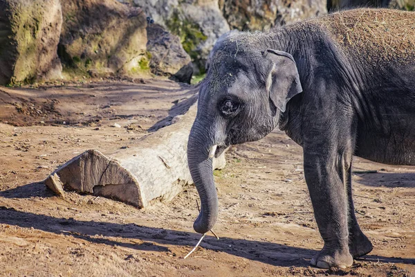 Photo rapprochée de bébé éléphant mignon. L'éléphant d'Asie, aussi appelé éléphant d'Asie. Le tronc tient une branche et la mange. L'espèce est répartie dans le sous-continent indien — Photo