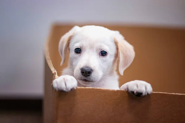 Labrador Yavrusu 'nun şirin portresi karton bir kutudan çıkıyor. Sevimli, 2 aylık ve güzel küçük bir köpek.
