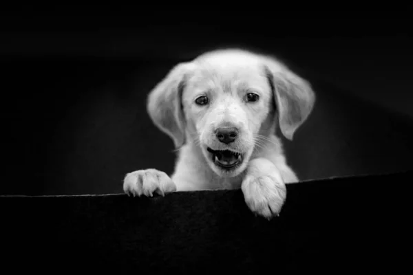 Cute portret Labrador szczeniak Head w czerni i bieli na czarnym tle. To piękny piesek z czarnymi oczami.. — Zdjęcie stockowe