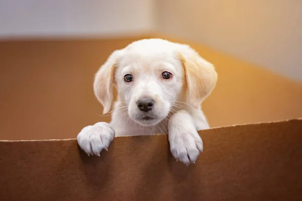 Cute portrait of Labrador Puppy crawls out of a paper box. He is cute, 2 months old and beautiful little dog — Stock Photo, Image