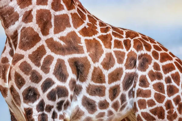 Zamknij zdjęcie żyrafy, żyrafy, z niebieskim tłem nieba. To zdjęcie profilowe. To jest Afrykański artiodactyl ssak, dzika przyroda fotografia w safari. — Zdjęcie stockowe
