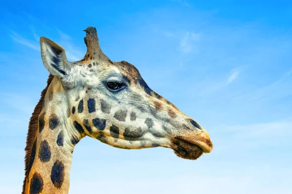 Närbild på chefen för giraffen, giraffen. Det är en profilbild, Afrikanska artiodactyl däggdjur, Det är vilda foto i safari. Den blå himlen är i bakgrunden. — Stockfoto