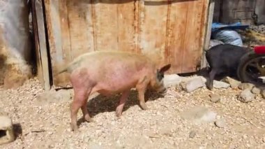 Büyük pembe evcil bir domuzun güneş ve sıcaktan saklanmak için gölgeyi bulmaya çalışmasının 4k vidosu. Senegal 'de bir Afrika köyünde..
