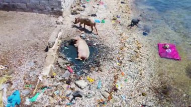Deniz kenarındaki kirli su birikintilerinde banyo yapan küçük domuzların 4K videosu. Hava sıcak ve güneş parlıyor. Senegal 'de bir Afrika köyünde..