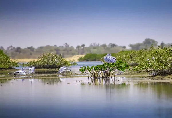 Den grupp av rosa-stödda Pelicans eller Pelecanus rufescens vilar på ytan i havet lagunen i Afrika, Senegal. Det är ett naturfoto av fågel i vild natur. — Stockfoto