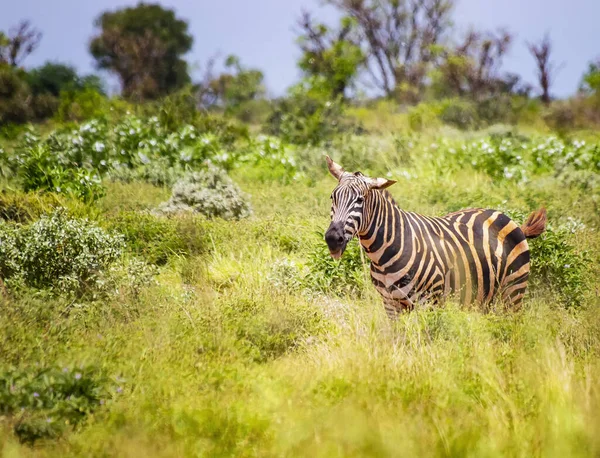 Grevys zebra stands in the tall grass and sticks his tongue out. It is a wildlife photo in Africa, Kenya, Tsavo East National park. — Stock Photo, Image