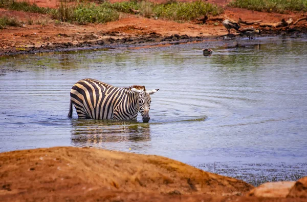 Grevys zebra áll a vízben egy tóban. Fürödj, hűvös és igyál. Ez egy vadon élő állatok fotója Afrikában, Kenyában, Tsavo East National Parkban.. — Stock Fotó