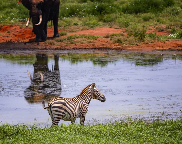 Grevys zebra stands by the pond. In the background stands an elephant. It is a wildlife photo in Africa, Kenya, Tsavo East National park.