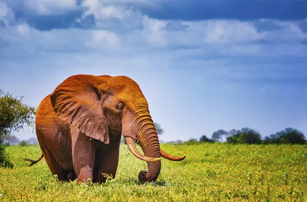Afrikanische Elefanten stehen im langen Gras, Afrika. Ihre Haut ist vom örtlichen Boden gerötet. Es ist ein Wildtierfoto des Tsavo East Nationalparks, Kenia. Stockbild