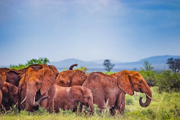 Un troupeau d'éléphants d'Afrique se tient sous un arbre à l'ombre, l'Afrique. Leur peau est rouge du sol local. C'est une photo de la faune du parc national de Tsavo East, Kenya. — Photo