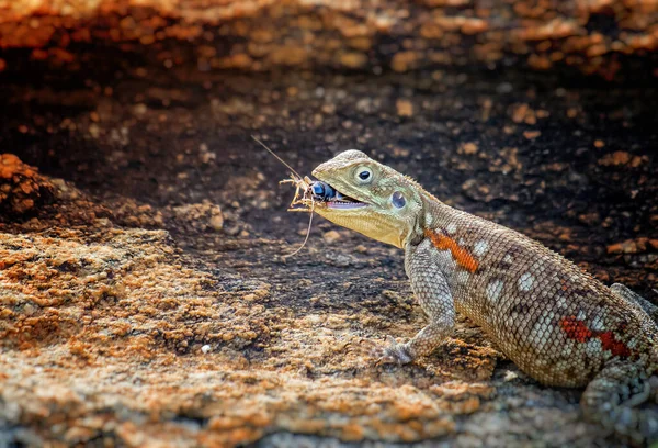 Agama come um grilo. Ele tem um besouro em sua boca e se baseia em uma rocha no Parque Nacional Tsavo East, Quênia, África . — Fotografia de Stock