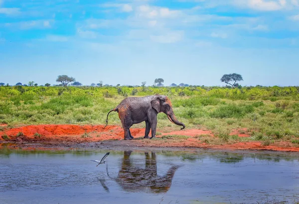 L'éléphant d'Afrique rouge se tient à côté d'un point d'eau en Afrique. C'est une photo animalière du parc national de Tsavo East, au Kenya. Son image se reflète dans l'eau . — Photo