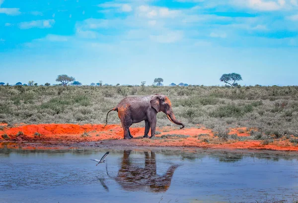 L'éléphant d'Afrique rouge se tient à côté d'un point d'eau en Afrique. C'est une photo animalière du parc national de Tsavo East, au Kenya. Son image se reflète dans l'eau . — Photo