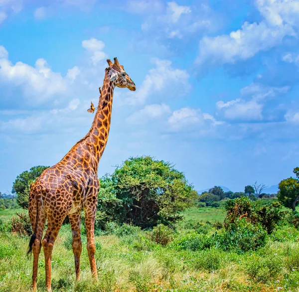 Żyrafa stojąca w wysokiej trawie w Parku Narodowym Tsavo East, Kenia. Ma małe ptaszki na szyi. Ukrywa się w cieniu pod wysokimi drzewami. To jest dzikie życie fotografia. — Zdjęcie stockowe