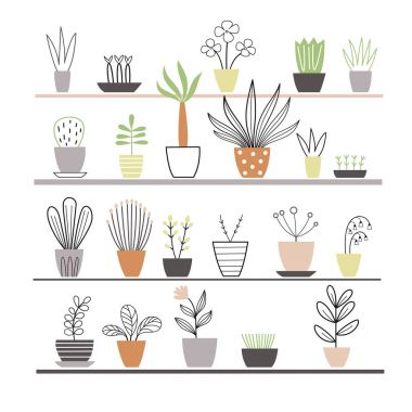 Saksıda yetişen bitkiler  