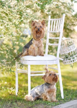 küçük köpek portre yaz aylarında niteliğine