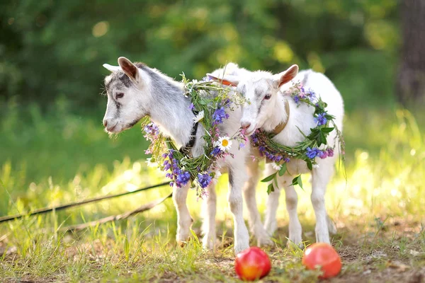 Ritratto di due belle capre in natura — Foto Stock