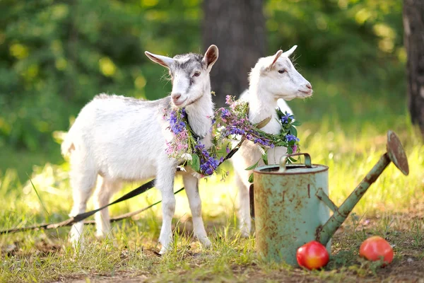 Portret van twee mooie jonge geiten in de natuur — Stockfoto