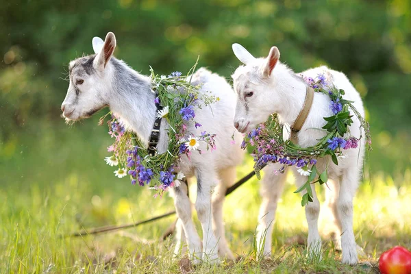 Retrato de duas belas cabras jovens na natureza — Fotografia de Stock