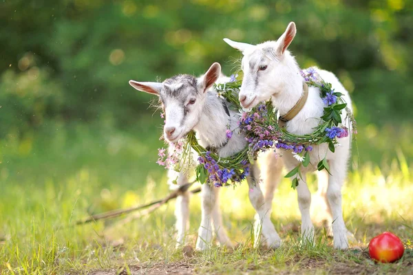 Potret dua kambing muda yang indah di alam — Stok Foto