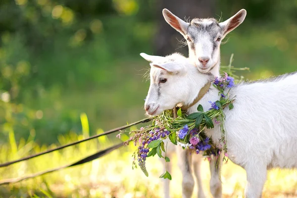 Portret van twee mooie jonge geiten in de natuur — Stockfoto