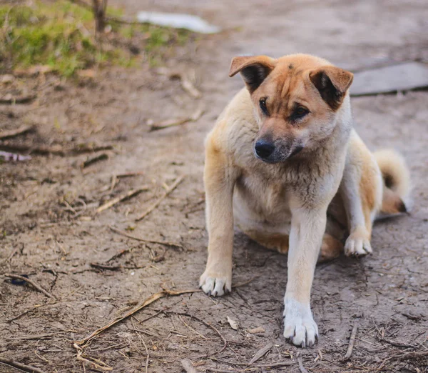 Dog friend man — Stock Photo, Image