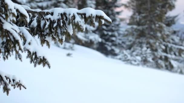 Inverno Floresta dos Cárpatos — Vídeo de Stock