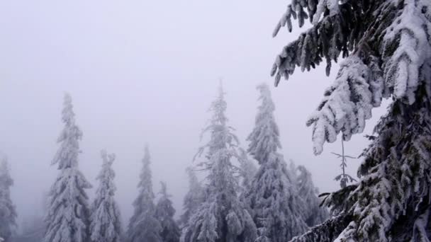 Winterkarpaten-Wald — Stockvideo