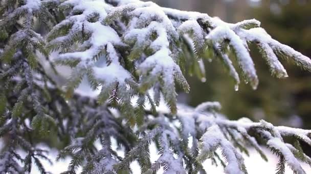 Invierno Bosque de Cárpatos — Vídeo de stock