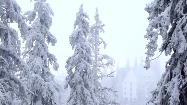 Invierno Bosque de Cárpatos — Vídeo de stock