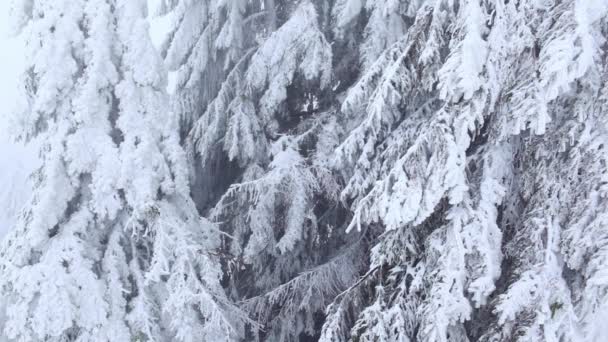 Invierno Bosque de Cárpatos — Vídeo de stock